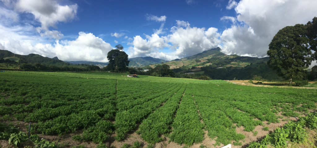 Cerro Punta, distrito Tierras Altas, Chiriquí